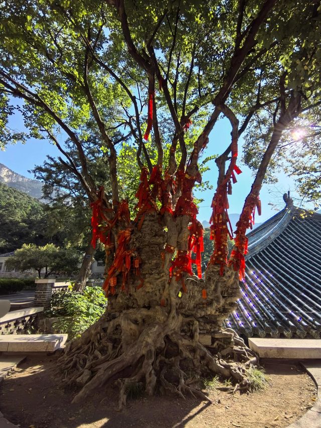 山東濟南靈巖寺｜中國四大名剎之一