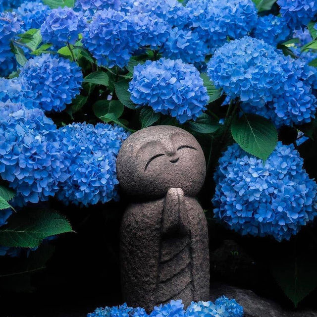 接下來的日本💐被藍紫色的繡球花海美哭啦！