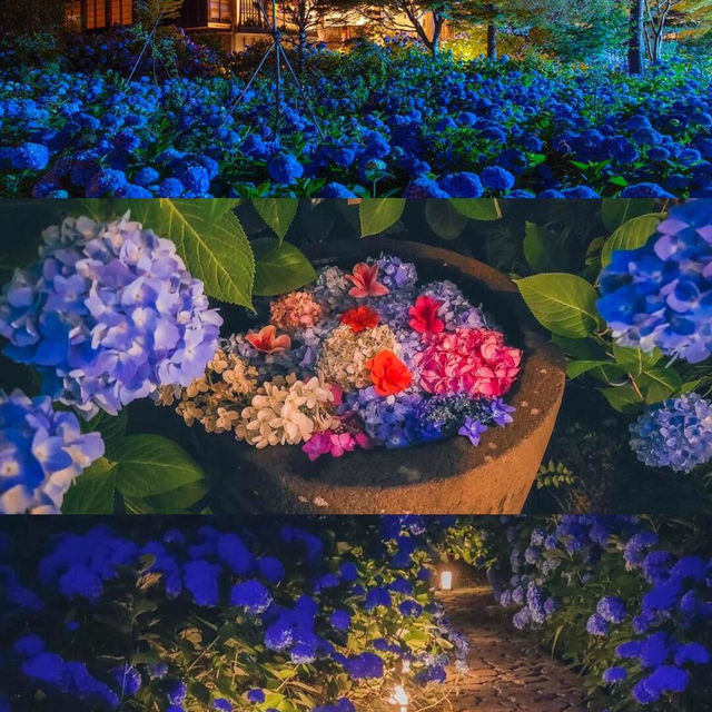 接下來的日本💐被藍紫色的繡球花海美哭啦！