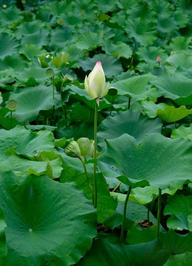 綿陽西山公園（賞花好去處）