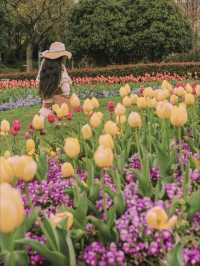 3月中旬不要錯過上海市區的這片鬱金香花海