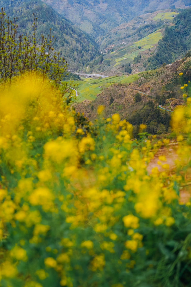 石潭村油菜花，賞花攻略