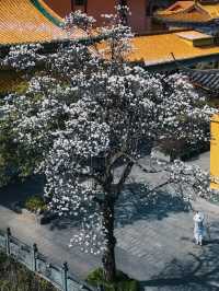 3月6日實拍絕美禪源寺玉蘭花開70%
