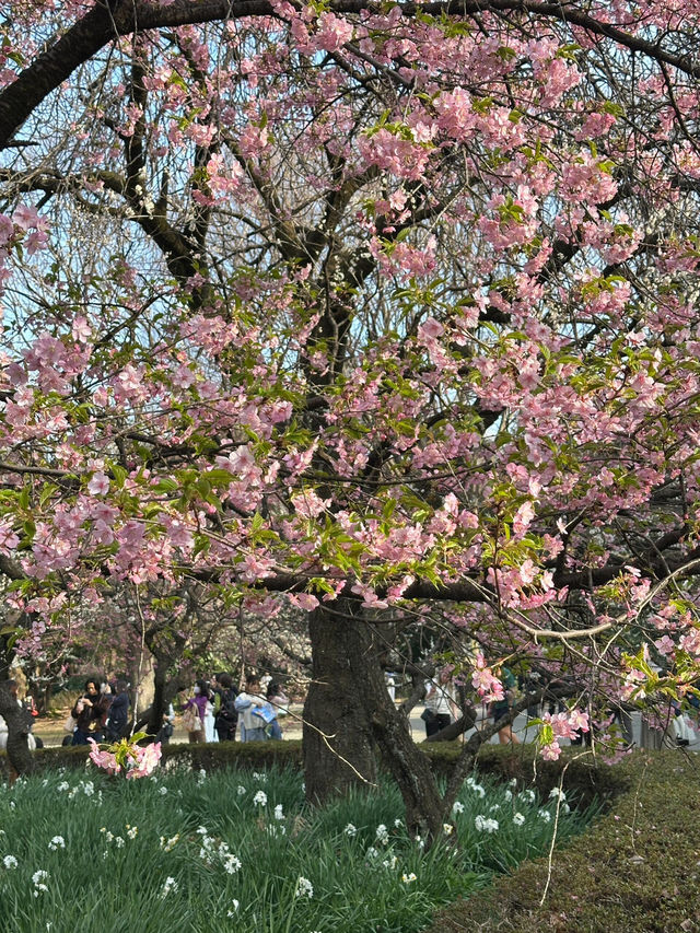  🌸 此刻的新宿御苑：櫻花樹下的浪漫瞬間
