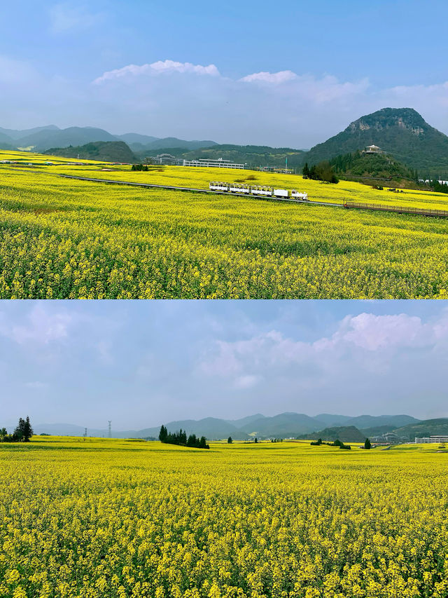 去看油菜花啦 | 羅平油菜花海太震撼了