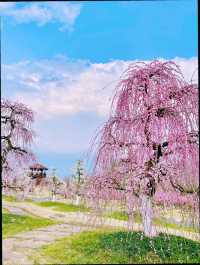 三月何處去？牧童遙指問花村——街子古鎮問花村