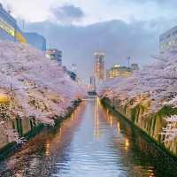 🌸東京櫻花季｜5大絕美賞櫻地全攻略📍目黑川的夜櫻是寫給春天的情書