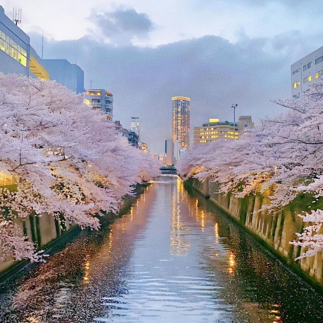 🌸東京櫻花季｜5大絕美賞櫻地全攻略📍目黑川的夜櫻是寫給春天的情書