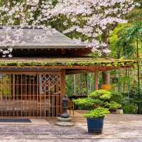 大阪竟藏著這等神仙賞櫻地🌸私藏秘境大曝光