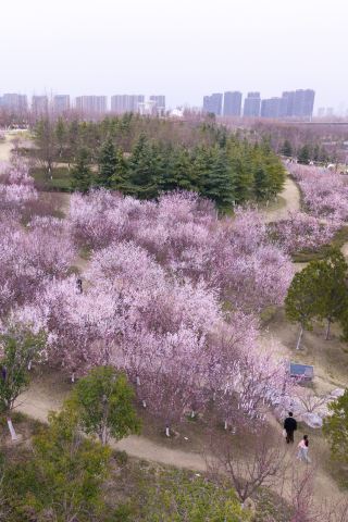 정저우에도 복숭아꽃 숲이 있다니, 완전 만개해서 숨이 막힐 정도로 아름다워요