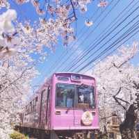 🌸2025日本櫻花季攻略 | 東京櫻花最美不接受反駁