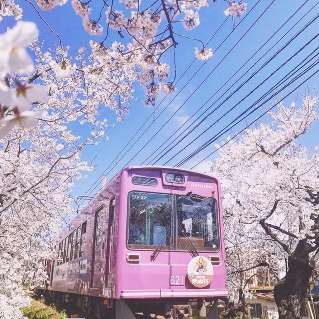 🌸2025日本櫻花季攻略 | 東京櫻花最美不接受反駁