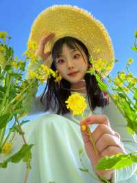 春日序曲油菜花開了