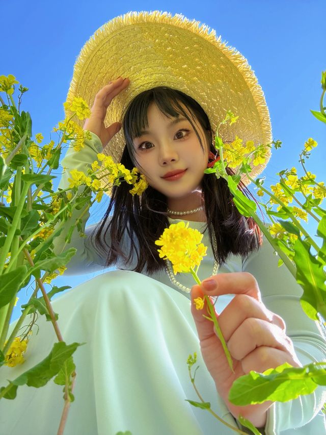 春日序曲油菜花開了