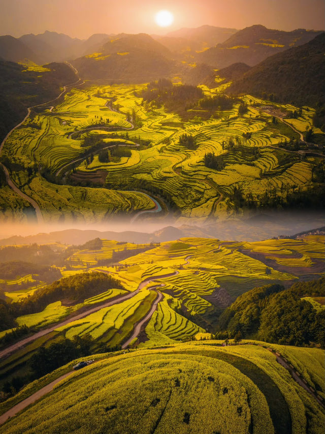 🪧雲南.羅平油菜花田
