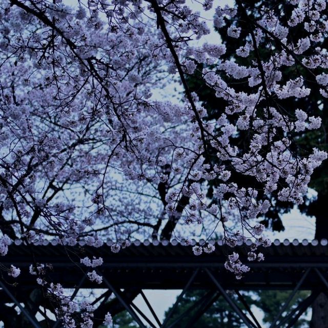 🌃仙台夜櫻，榴岡公園的浪漫時光