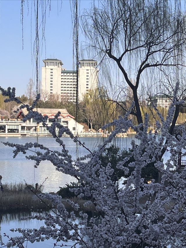 紫竹院賞山桃花～