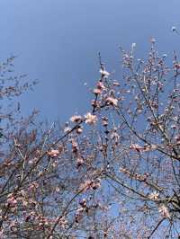 北京西山國家森林公園賞花超全攻略