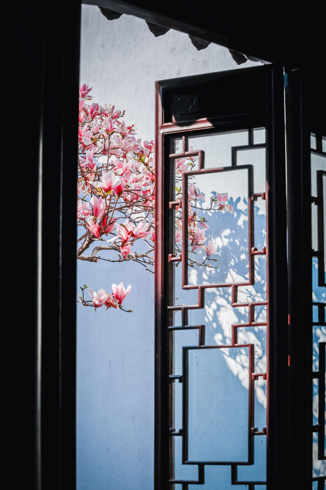 三月耦園打卡玉蘭花