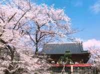 🌸Trip接送機|日本春日出遊指南·東京篇1