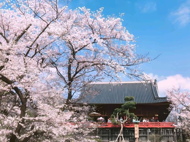 🌸Trip接送機|日本春日出遊指南·東京篇1