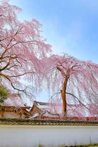 Kyoto and Nara: 4-Day Cherry Blossom Guide 🌸 Detailed Cherry Blossom and Deer Feeding Plan