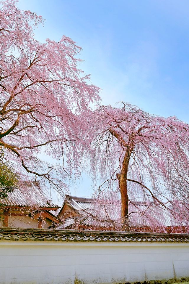 Kyoto and Nara: 4-Day Cherry Blossom Guide 🌸 Detailed Cherry Blossom and Deer Feeding Plan