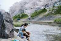 Discover the Hidden Cherry Blossom Gem of Saho River in Nara