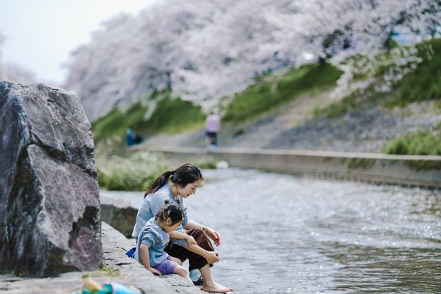 Discover the Hidden Cherry Blossom Gem of Saho River in Nara