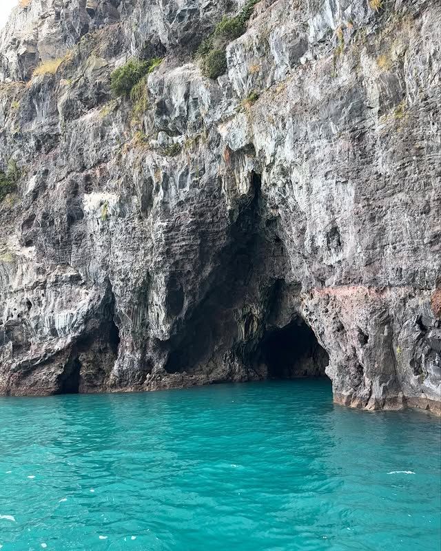 新西蘭阿卡羅阿海港｜法式風情小鎮，邂逅海豚的夢幻港灣！
