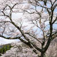 🔥九州櫻花季3.20-4.10，錯過等一年！