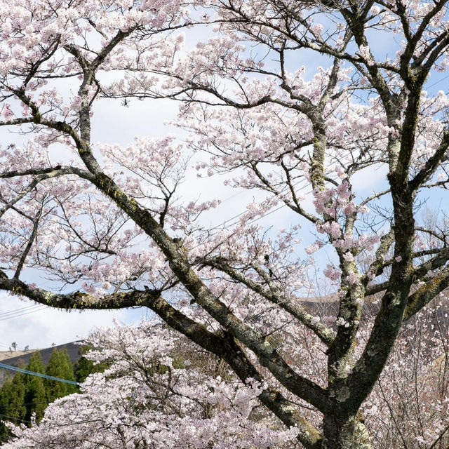 🔥九州櫻花季3.20-4.10，錯過等一年！