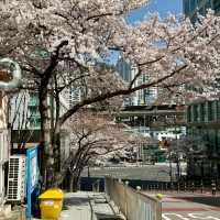 🇰🇷釜山的春天，只去這5個地方就夠了！