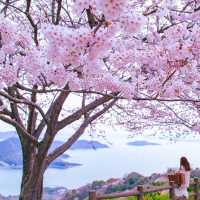 日本櫻花盛開啦！隨手一拍都是人生美照🌸