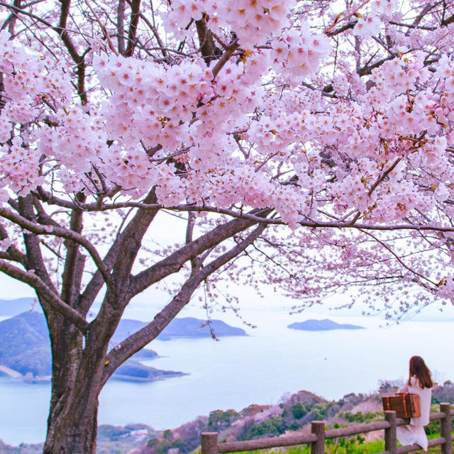 日本櫻花盛開啦！隨手一拍都是人生美照🌸