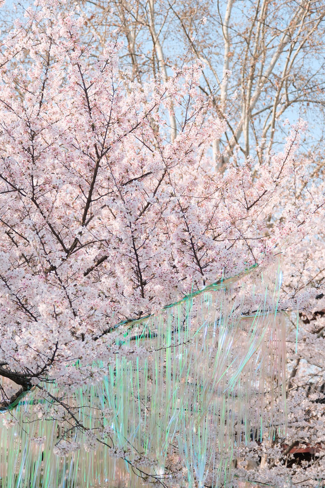 不輸櫻園武大！武漢這個賞櫻公園美翻了！