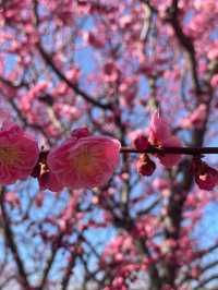 北京明城牆梅花林盛放（附攻略）