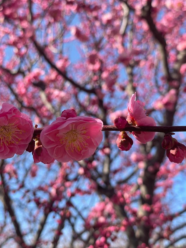 北京明城牆梅花林盛放（附攻略）