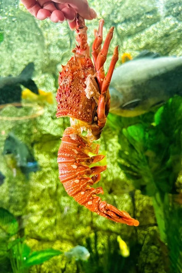 旅神埃及足跡｜紅海度假｜海鮮盛宴
