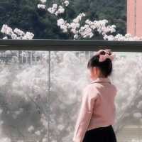 拒絕平壩人擠人！貴陽私藏白櫻花秘境🌸