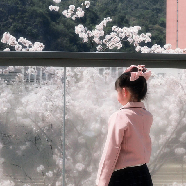 拒絕平壩人擠人！貴陽私藏白櫻花秘境🌸