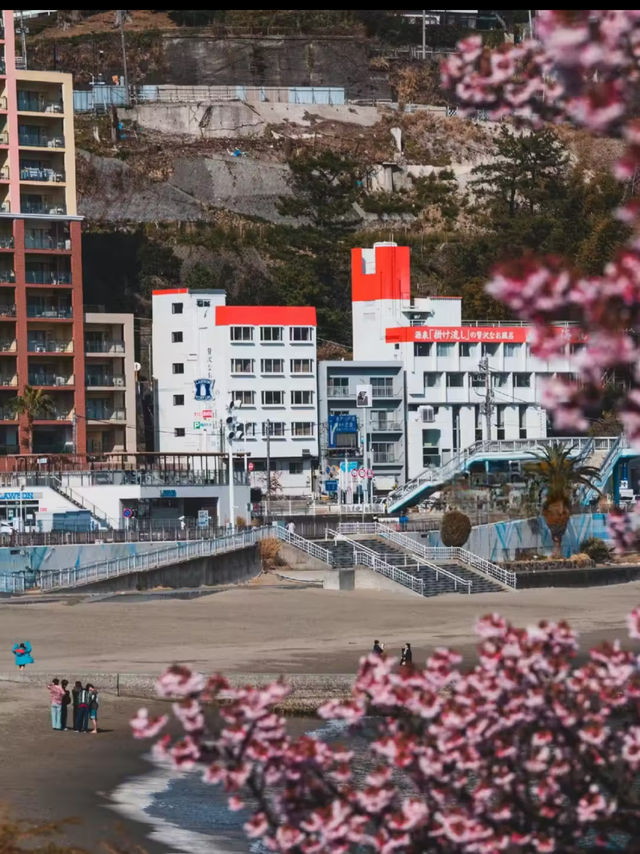 日本賞櫻🌸多條路線攻略請收好