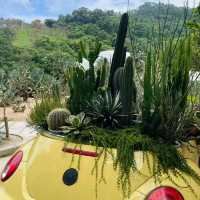 深圳仙湖植物園，陷入大自然的Love