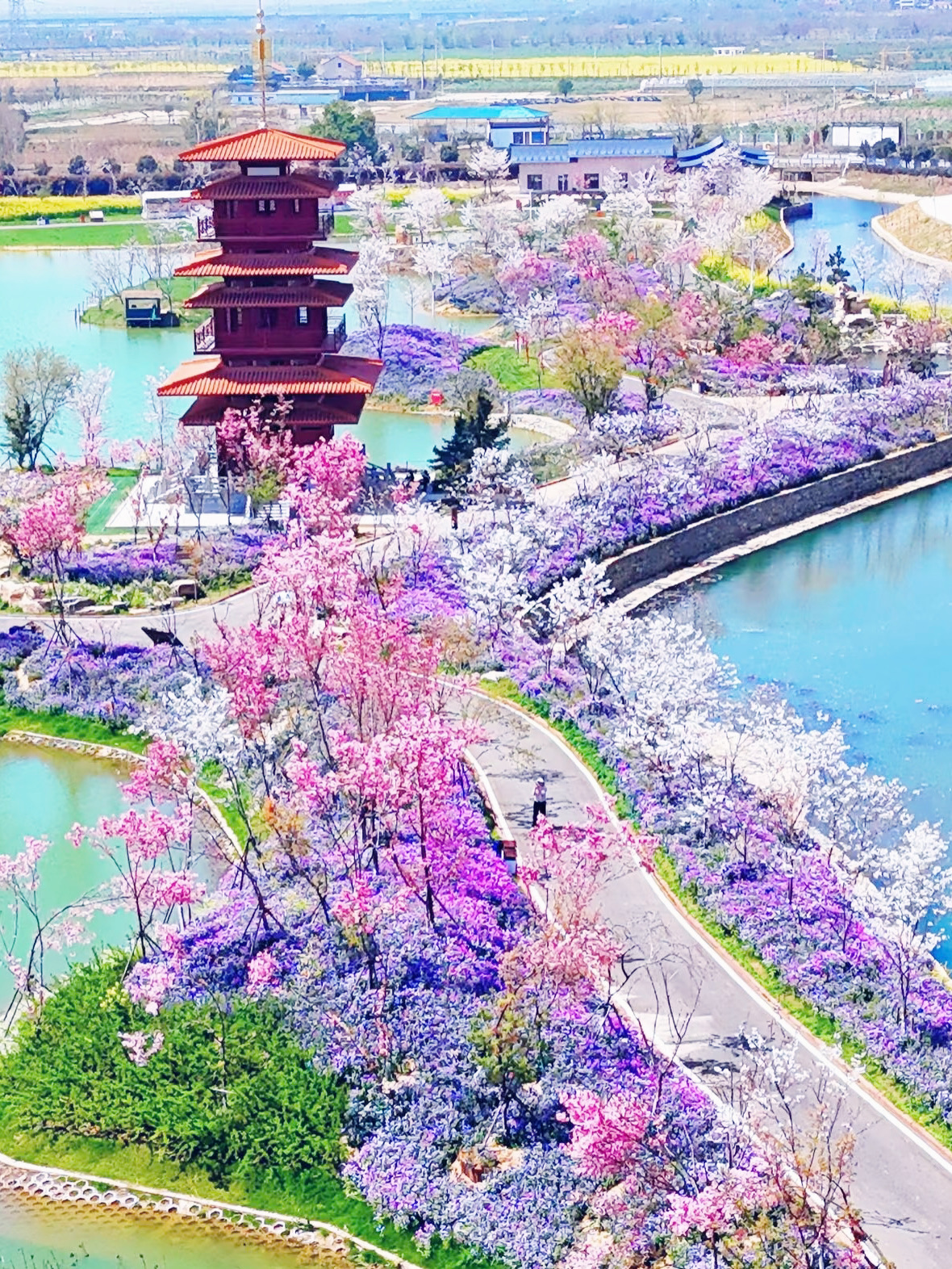 #內地旅遊 

初入濕地櫻花園，便被眼前的美景所折服。

大片的櫻花樹錯落有致，粉白的花朵綻滿枝頭，如雲似霞，美得不似凡間。微風輕拂，花瓣紛紛飄落，宛如花雨，浪漫至極。

漫步園中，腳下的木質小徑蜿蜒曲折，周圍的草叢中偶爾點綴著不知名的野花，增添了幾分野趣。耳畔不時傳來鳥兒的鳴叫，更顯清幽寧靜。

不僅有櫻花可賞，濕地周邊的生態景觀也頗具魅力。靜謐的湖水倒映著櫻花之美，與遠處的綠意交相輝映。

在這裡，既能感受大自然的美妙，又能沉浸於浪漫的氛圍中。濕地櫻花園，是春日里不容錯過的絕佳去處，令人流連忘返。