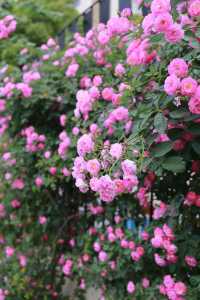 欽州月季花