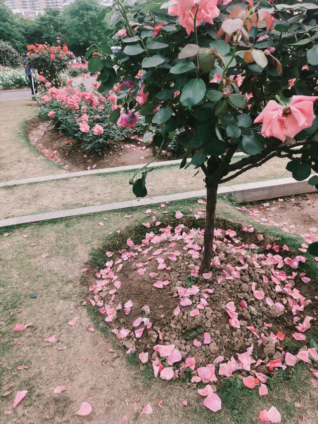 鋼鐵之都的粉色革命｜和平公園月季圖鑑（附獨家機位）