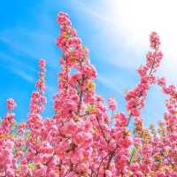  首爾第2波粉紅櫻花季來啦！！更漂亮！！