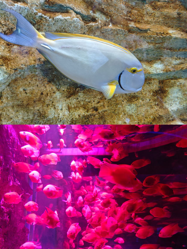 在廣州！與海洋精靈親密接觸的絕佳去處