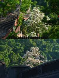 如願 🪷|靈隱寺．法喜寺|半日攻略