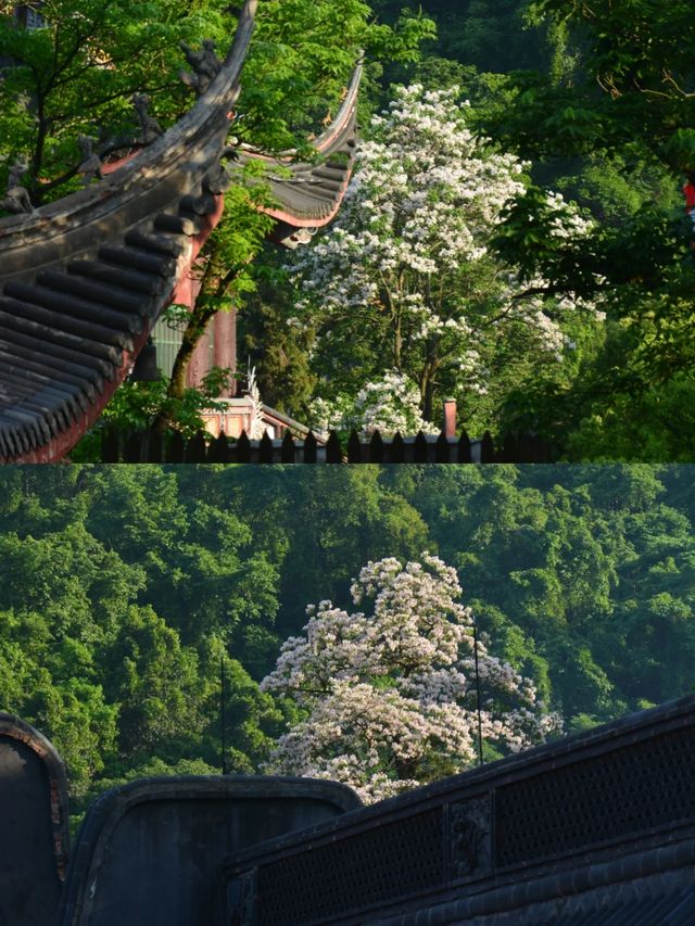 如願 🪷|靈隱寺．法喜寺|半日攻略